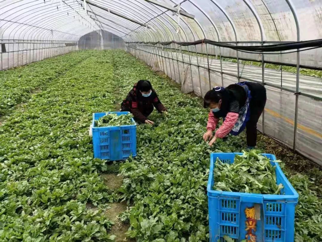 生鲜配送